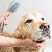 Pets Hygiene & skin care (5)